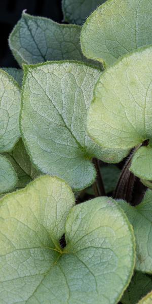 Brunnera macrophylla 'Looking Glass'