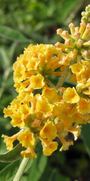 Buddleja × weyeriana 'Sungold'