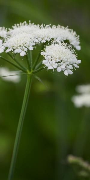 BUNIUM ferulaceum