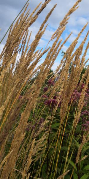 CALAMAGROSTIS × acutiflora 'Karl Foerster' 