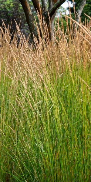 CALAMAGROSTIS × acutiflora 'Karl Foerster' 