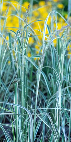 CALAMAGROSTIS x actuiflora 'Overdam'