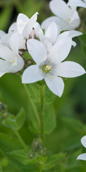 CAMPANULA lactiflora 'Assendon Pearl'