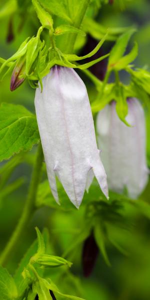 CAMPANULA 'Burghaltii' 