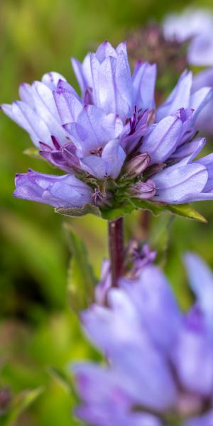 CAMPANULA glomerata 'Caroline'