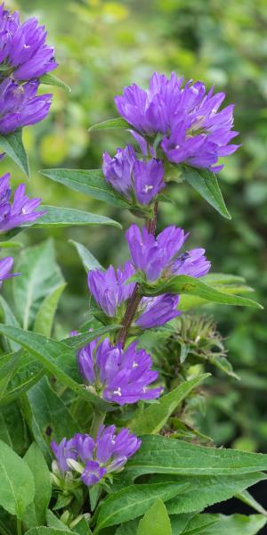 CAMPANULA glomerata var. dahurica