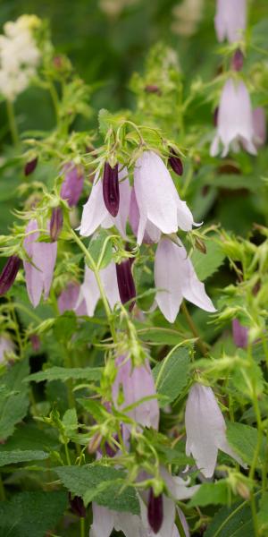 CAMPANULA 'Iridescent Bells'