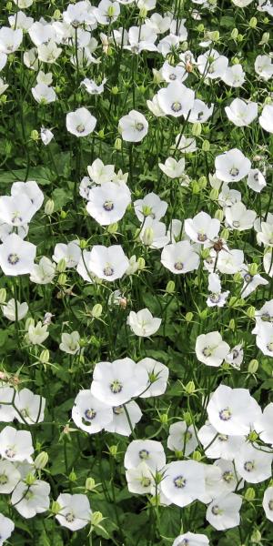 CAMPANULA 'Jenny'