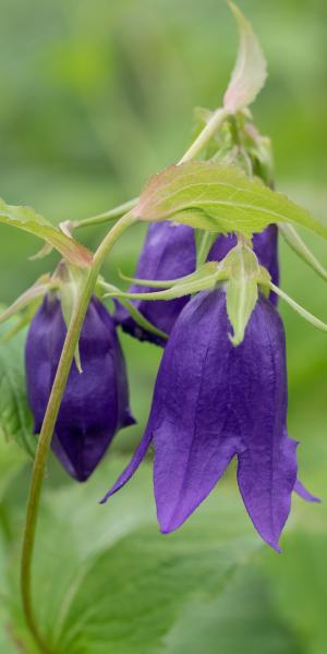 Campanula 'Kent Belle'