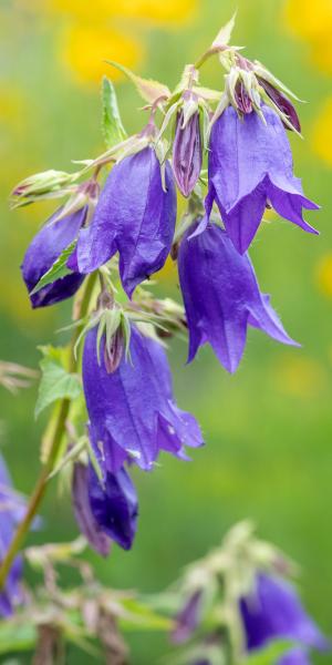 Campanula 'Kent Belle'