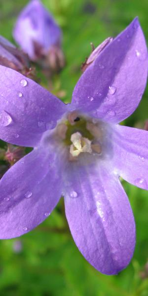 CAMPANULA lactiflora 'Favourite'