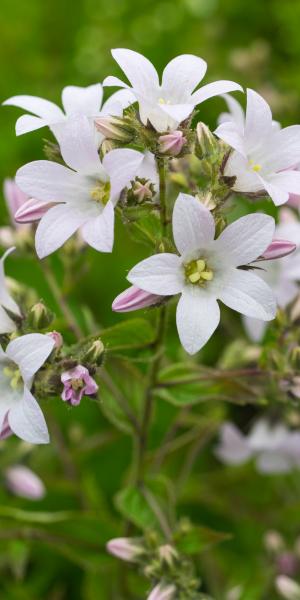 CAMPANULA lactiflora 'Loddon Anna' 