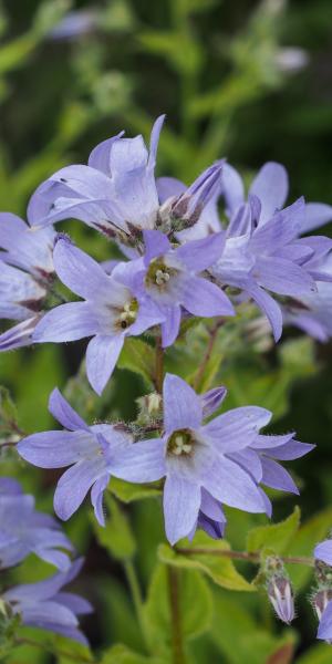 CAMPANULA  lactiflora 'Prichard's Variety' 