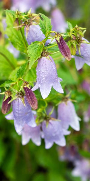 CAMPANULA 'Paul Furse'