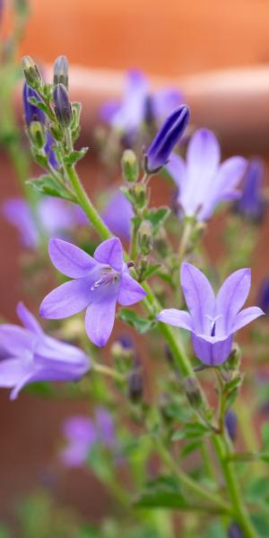 CAMPANULA portenschlagiana