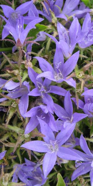 CAMPANULA poscharskyana 