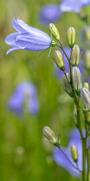 CAMPANULA rotundifolia 