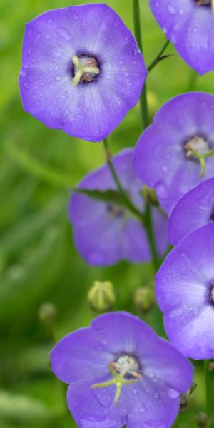 CAMPANULA 'Samantha'