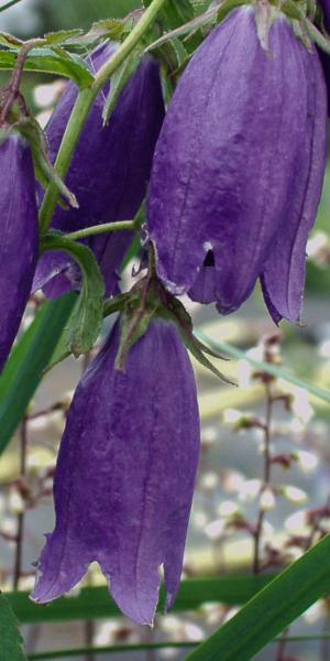 CAMPANULA 'Sarastro'