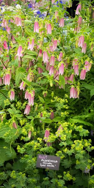 Campanula takesimana 'Elizabeth'