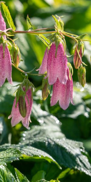 Campanula takesimana 'Elizabeth'