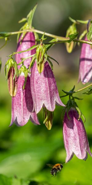 Campanula takesimana 'Elizabeth'