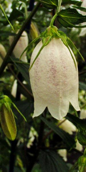 CAMPANULA takesimana 'White Giant'