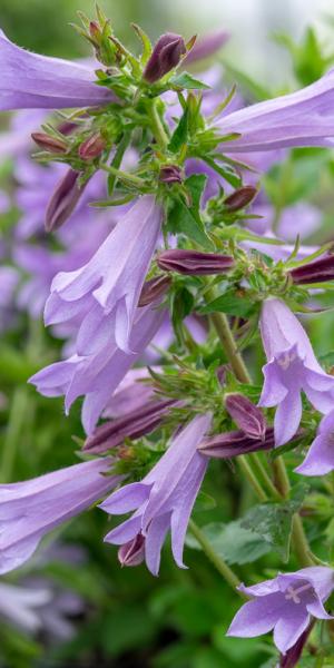 CAMPANULA 'Viking'