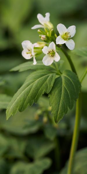 CARDAMINE maxima