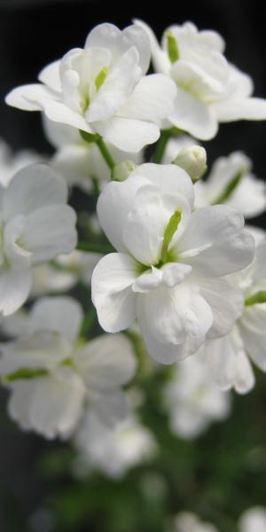 CARDAMINE  pratensis 'Flore Pleno Albus'