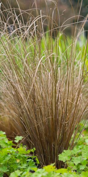 CAREX buchananii