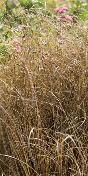 Carex comans bronze-leaved