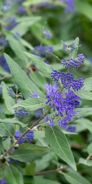 Caryopteris x clandonensis 'Dark Knight'