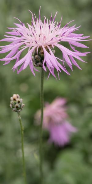 CENTAUREA bella