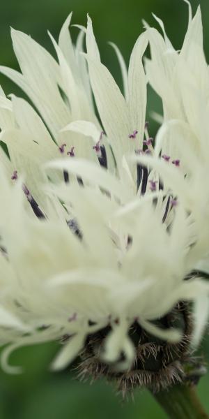 CENTAUREA cheiranthifolia 