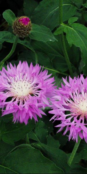 CENTAUREA 'John Coutts'