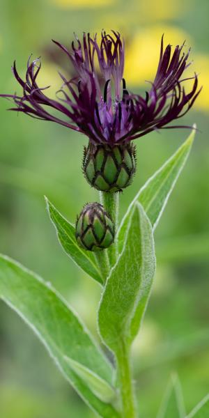 CENTAUREA 'Jordy'