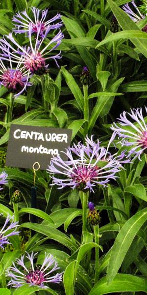 CENTAUREA montana 'Joyce'