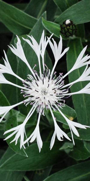 CENTAUREA montana 'Alba' 