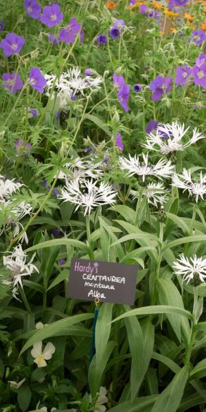 CENTAUREA montana 'Alba' 