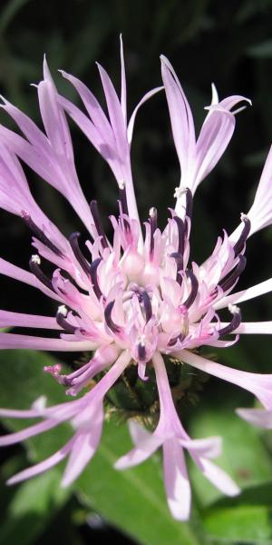 CENTAUREA montana 'Carnea'