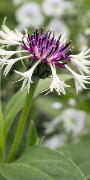 CENTAUREA montana 'Purple Heart'