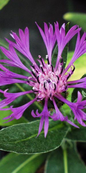 CENTAUREA montana 'Purple'