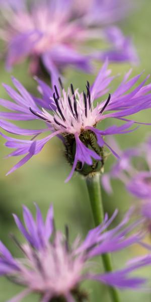 CENTAUREA triumfettii subsp. stricta