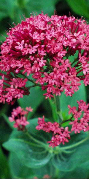 CENTRANTHUS ruber var. coccineus