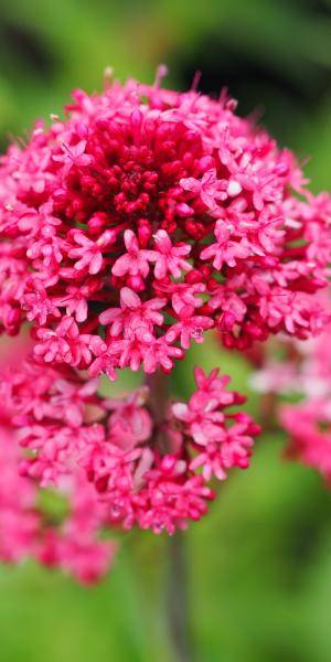 CENTRANTHUS ruber var. coccineus