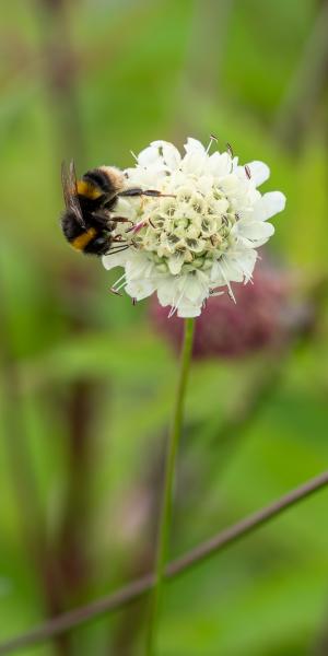 Cephalaria alpina