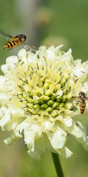 CEPHALARIA gigantea