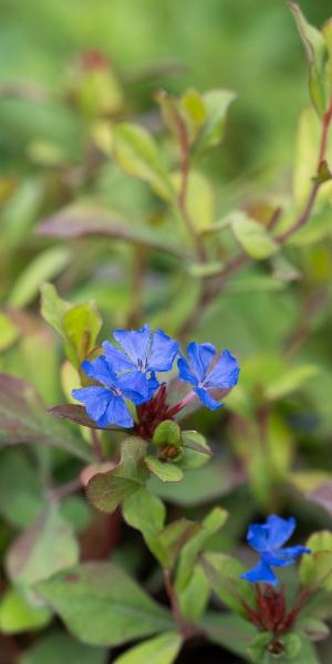 CERATOSTIGMA plumbaginoides