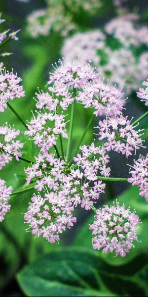 CHAEROPHYLLUM hirsutum 'Roseum'